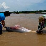 Descubren cientos de delfines del Amazonas sin vida en Brasil Descubren cientos de delfines del Amazonas sin vida en Brasil