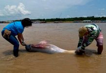 Descubren cientos de delfines del Amazonas sin vida en Brasil