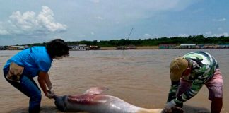 Descubren cientos de delfines del Amazonas sin vida en Brasil