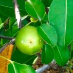 Foto: ¡Frutos letales! Intoxicados por comer del "árbol de la muerte" en Colombia/Cortesía