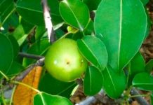 ¡Frutos letales! Intoxicados por comer del «árbol de la muerte» en Colombia Foto: ¡Frutos letales! Intoxicados por comer del "árbol de la muerte" en Colombia/Cortesía