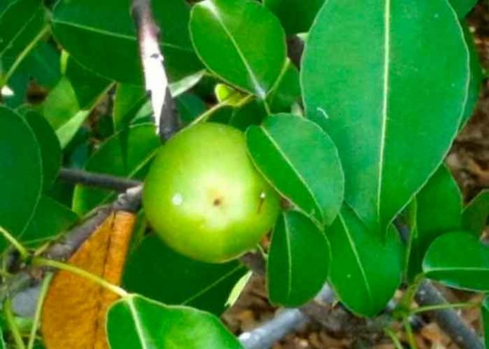 Foto: ¡Frutos letales! Intoxicados por comer del 