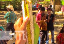 XII Feria del Maíz en Macuelizo, haciéndole honor a una tradición ancestral XII Feria del Maíz en Macuelizo, haciéndole honor a una tradición ancestral