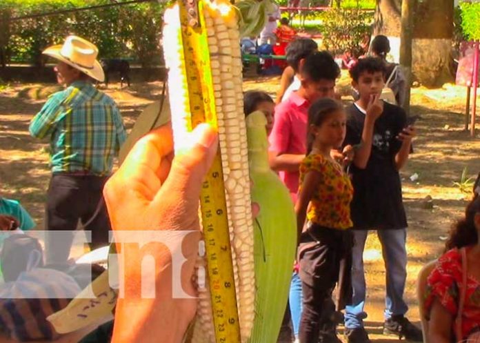 XII Feria del Maíz en Macuelizo, haciéndole honor a una tradición ancestral