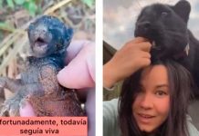 Mujer rescata a un ‘gatito’ y descubre que es una pantera negra (video) Mujer rescata a un 'Gatito' y descubre que es una pantera negra (video)