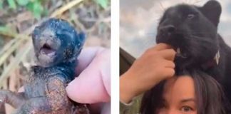 Mujer rescata a un 'Gatito' y descubre que es una pantera negra (video)