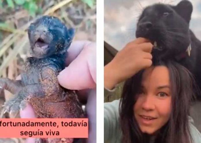 Mujer rescata a un 'Gatito' y descubre que es una pantera negra (video)