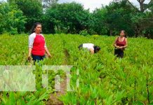 Diversificación de Cultivos: Clave para la resiliencia agrícola y la seguridad alimentaria Fotos: Diversificación de Cultivos: Clave para la resiliencia agrícola y la seguridad alimentaria / TN8