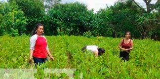 Fotos: Diversificación de Cultivos: Clave para la resiliencia agrícola y la seguridad alimentaria / TN8