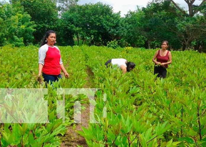 2 Fotos: Diversificación de Cultivos: Clave para la resiliencia agrícola y la seguridad alimentaria / TN8