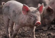 ¿Plagas escritas? Italia sacrifica miles de cerdos para controlar peste porcina Sacrifican decenas de miles de cerdos en Italia
