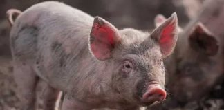 Sacrifican decenas de miles de cerdos en Italia