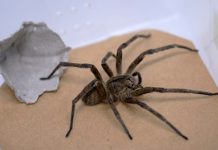 ¿Te cuesta ponerte cañón? Aquí está la solución «gel de araña venenosa» ¿Te cuesta ponerte cañón? Aquí está la solución "gel de araña venenosa"