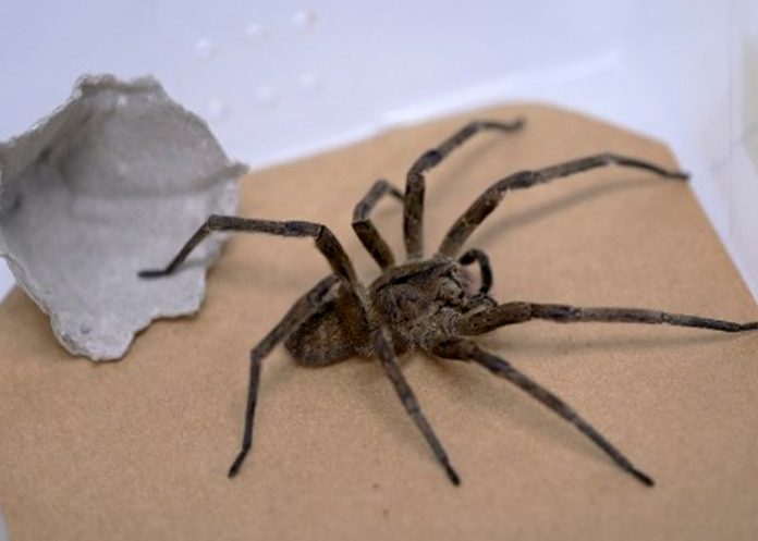 2 ¿Te cuesta ponerte cañón? Aquí está la solución