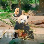 ¡Adorables y encantadores! Oso Panda-Tesoro Nacional de China Mao Mao de 2 años, su mamá fue rescatada herida para ser asistida en el centro de protección y conservación en Chengdu/TN8