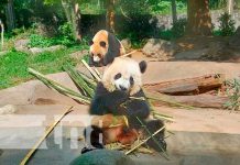 Mao Mao de 2 años, su mamá fue rescatada herida para ser asistida en el centro de protección y conservación en Chengdu/TN8