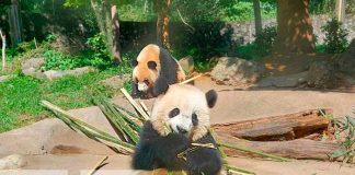 Mao Mao de 2 años, su mamá fue rescatada herida para ser asistida en el centro de protección y conservación en Chengdu/TN8