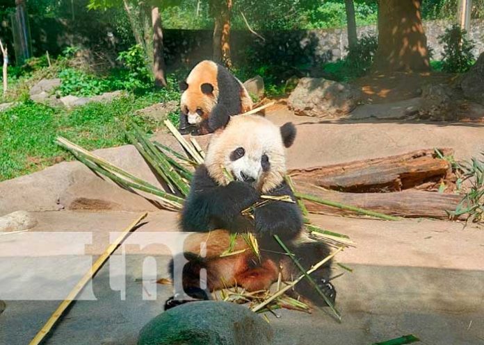 3 Mao Mao de 2 años, su mamá fue rescatada herida para ser asistida en el centro de protección y conservación en Chengdu/TN8
