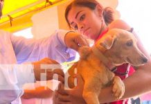 MINSA celebra con éxitos la finalización de vacunación antirrábica canina