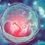 Tabú religioso roto: Modelos de embriones humanos sin necesidad de tener sexo Foto: Tabú religioso roto: Modelos de embriones humanos sin necesidad de tener sexo