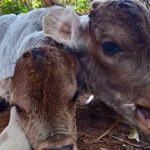 Becerra de dos cabezas causa terror en Brasil