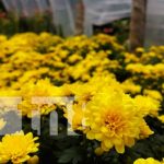 Catarina, el jardín más grande de Nicaragua y lleno de flores amarillas Foto: Catarina, el jardín de Nicaragua / TN8