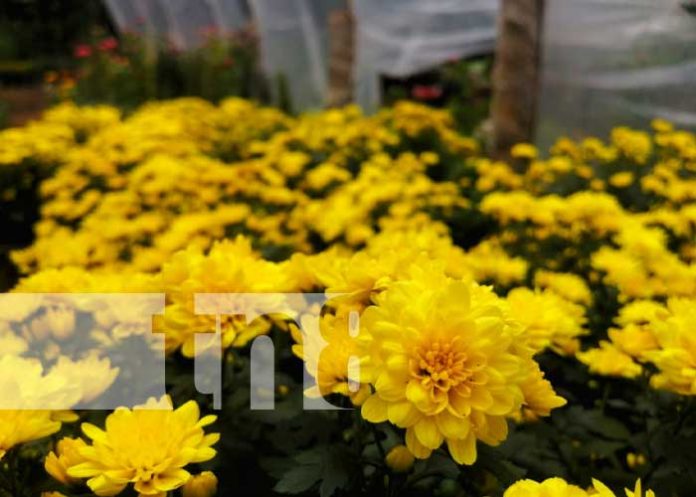 cati-5 Foto: Catarina, el jardín de Nicaragua / TN8