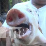 Foto: Cerdo con hermafroditismo en la Isla de Ometepe / TN8