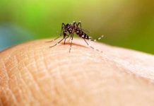 Más de 1 mil casos sospechosos de dengue en una semana para República Dominicana Foto: Dengue en alerta para República Dominicana