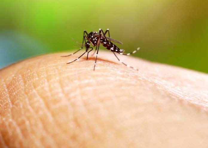 deng-rep Foto: Dengue en alerta para República Dominicana