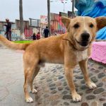 Perro que cruzó desde México a EE.UU. ya fue deportado