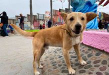 Salado firulais: Perro que cruzó desde México a EE.UU. ya fue deportado Perro que cruzó desde México a EE.UU. ya fue deportado