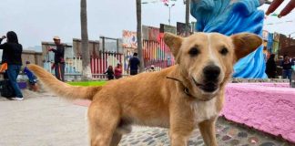Perro que cruzó desde México a EE.UU. ya fue deportado