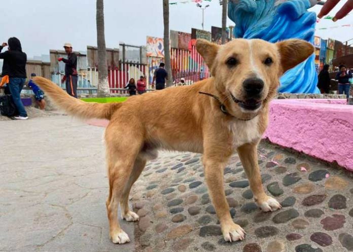 eeuu1 Perro que cruzó desde México a EE.UU. ya fue deportado