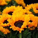 Flores amarillas: ¿Qué ocurre hoy 21 de septiembre y su conexión con la felicidad? ¿Por qué se regalan flores amarillas HOY, 21 de setiembre?