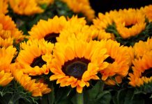 Flores amarillas: ¿Qué ocurre hoy 21 de septiembre y su conexión con la felicidad? ¿Por qué se regalan flores amarillas HOY, 21 de setiembre?