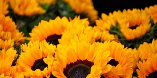 ¿Por qué se regalan flores amarillas HOY, 21 de setiembre?
