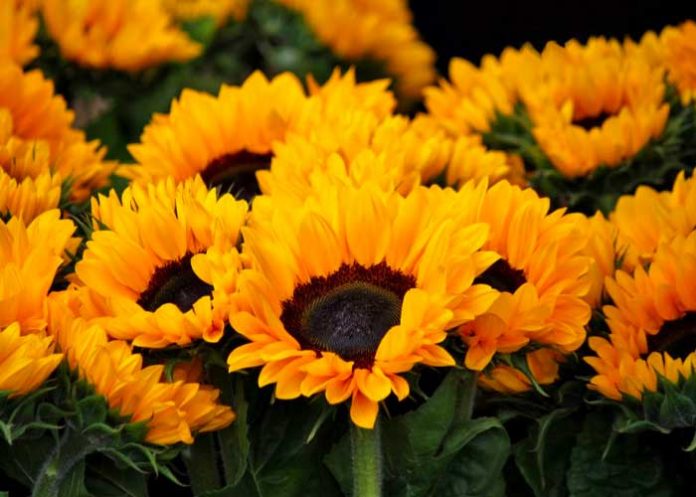 flores1 ¿Por qué se regalan flores amarillas HOY, 21 de setiembre?