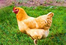 Abogada recibe gallina como agradecimiento 