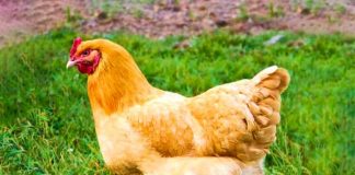 Abogada recibe gallina como agradecimiento 