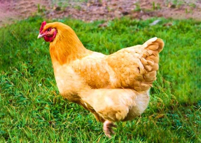 gallina3 Abogada recibe gallina como agradecimiento