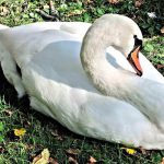 A guardar el ganso: Ya está vigente el No Fap September Llega a redes sociales el reto "No Fap September"