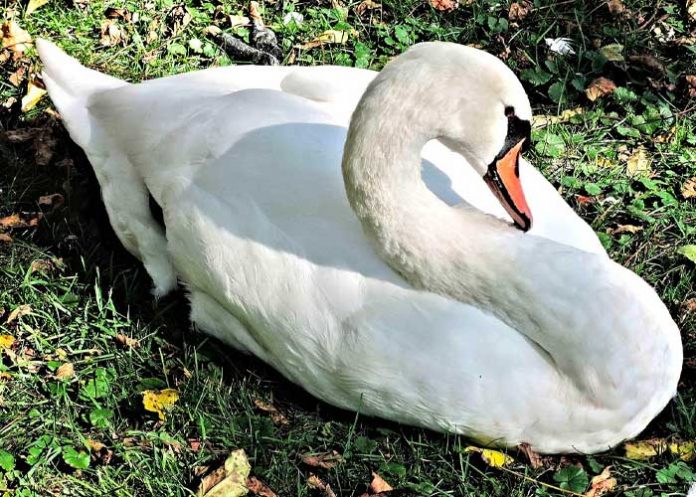 ganso3 Llega a redes sociales el reto