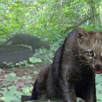 Foto: Yaguarundí o gato moro en el Volcán Masaya