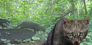 Foto: Yaguarundí o gato moro en el Volcán Masaya