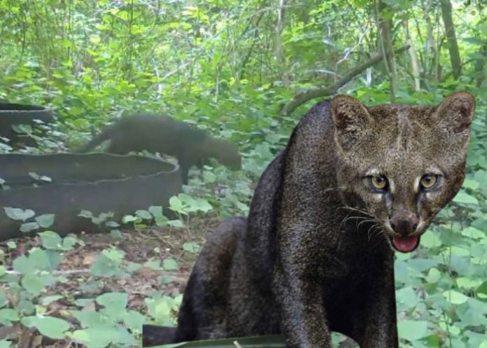 Foto: Yaguarundí o gato moro en el Volcán Masaya