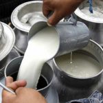 Producción de leche muestra excelentes resultados en el segundo cuatrimestre
