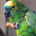 Loro se luce cantando “Viva Santa Cruz”