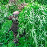 Foto: Plantío de marihuana en cultivo de maíz en Jinotega