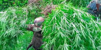 Foto: Plantío de marihuana en cultivo de maíz en Jinotega